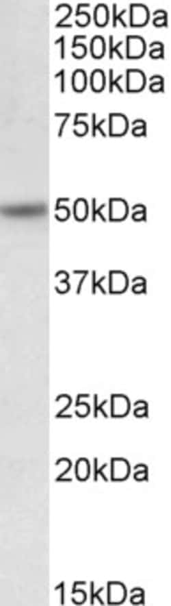 Invitrogen Orexin Receptor 2 Polyclonal Antibody 100 &mu;g; Unconjugated:Antibodies,