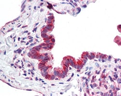 Invitrogen MICU1 Polyclonal Antibody 100 &mu;g; Unconjugated:Antibodies,