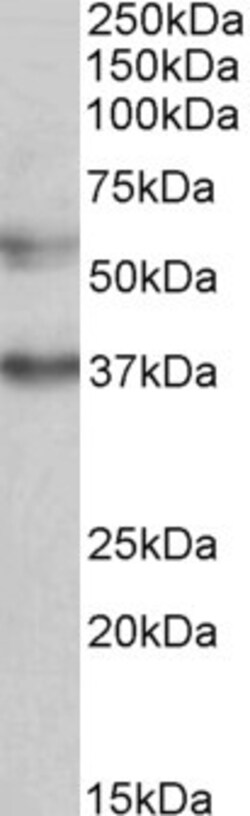 Invitrogen MICU1 Polyclonal Antibody 100 &mu;g; Unconjugated:Antibodies,