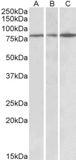 Invitrogen PAPD5 Polyclonal Antibody 100 &mu;g; Unconjugated:Antibodies,