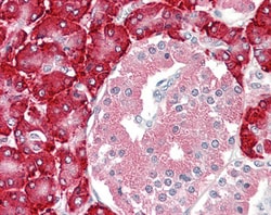 Invitrogen PDIA2 Polyclonal Antibody 100 &mu;g; Unconjugated:Antibodies,
