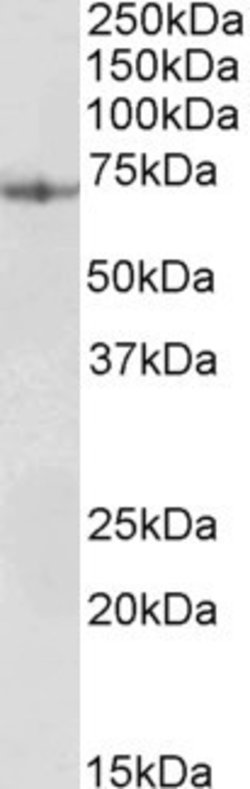 Invitrogen PDIA2 Polyclonal Antibody 100 &mu;g; Unconjugated:Antibodies,