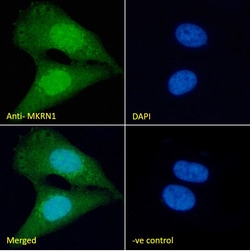 Invitrogen MKRN1 Polyclonal Antibody 100 &mu;g; Unconjugated:Antibodies,