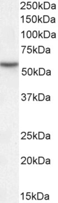 Invitrogen MKRN1 Polyclonal Antibody 100 &mu;g; Unconjugated:Antibodies,