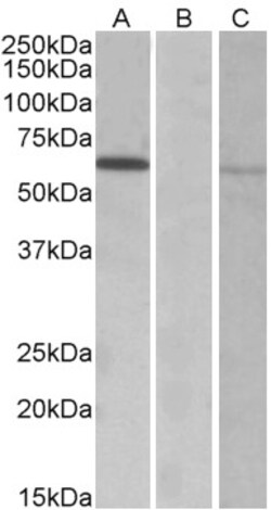 Invitrogen MKRN1 Polyclonal Antibody 100 &mu;g; Unconjugated:Antibodies,