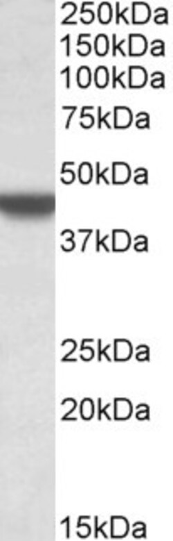 Invitrogen APOBEC3D Polyclonal Antibody 100 &mu;g; Unconjugated:Antibodies,