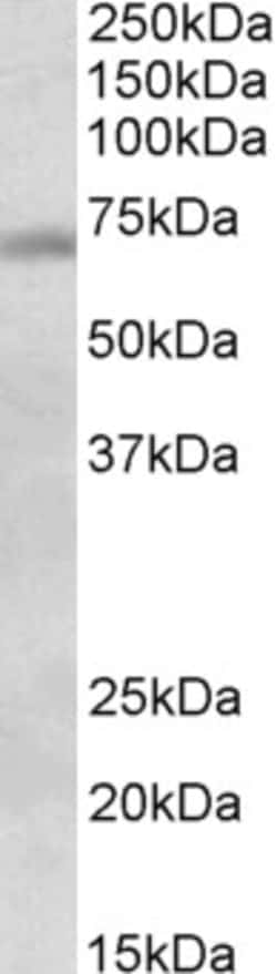 Invitrogen ASK Polyclonal Antibody 100 &mu;g; Unconjugated:Antibodies,