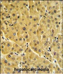 Invitrogen FBP1 Polyclonal Antibody 400 &mu;L; Unconjugated:Antibodies,