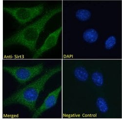 Invitrogen SIRT3 Polyclonal Antibody 100 &mu;g; Unconjugated:Antibodies,