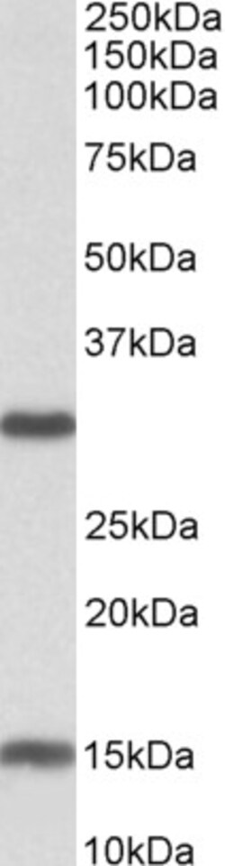 Invitrogen SIRT3 Polyclonal Antibody 100 &mu;g; Unconjugated:Antibodies,