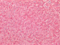 Invitrogen SOD2 (MnSOD) Polyclonal Antibody 100 &mu;g; Unconjugated:Antibodies,