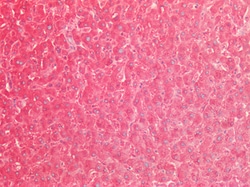 Invitrogen SOD2 (MnSOD) Polyclonal Antibody 100 &mu;g; Unconjugated:Antibodies,