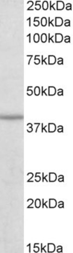 Invitrogen IDH3B Polyclonal Antibody 100 μg; Unconjugated:Antibodies,