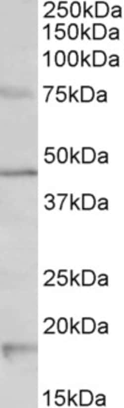 Invitrogen HTR1A Polyclonal Antibody 100 &mu;g; Unconjugated:Antibodies,