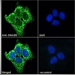 Invitrogen DNAJB9 Polyclonal Antibody 100 &mu;g | Buy Online | Invitrogen&trade; | Fisher Scientific