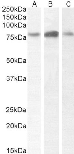 Invitrogen TBK1 Polyclonal Antibody 100 &mu;g; Unconjugated:Antibodies,