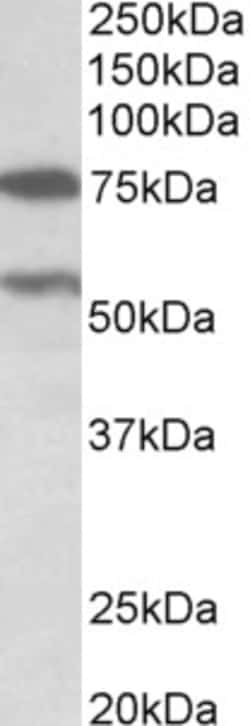 Invitrogen PRODH Polyclonal Antibody 100 &mu;g; Unconjugated:Antibodies,