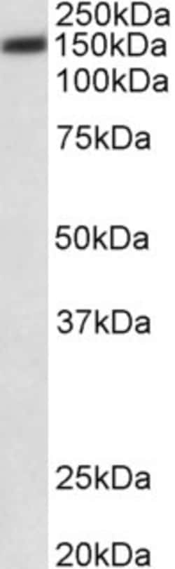 Invitrogen PMCA1 ATPase Polyclonal Antibody 100 &mu;g; Unconjugated:Antibodies,
