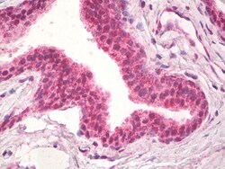 Invitrogen NPR3 Polyclonal Antibody 100 &mu;g; Unconjugated:Antibodies,