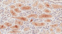 Invitrogen NPR3 Polyclonal Antibody 100 &mu;g; Unconjugated:Antibodies,