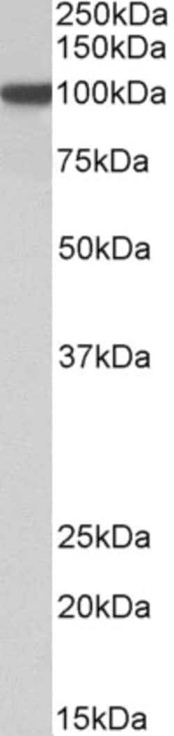 Invitrogen HIF-1 beta Polyclonal Antibody 100 &mu;g; Unconjugated:Antibodies,
