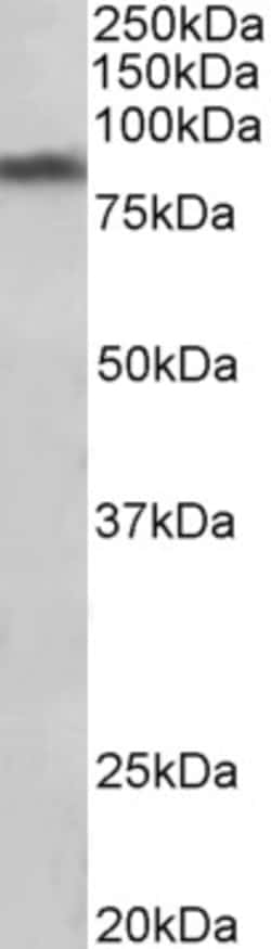 Invitrogen™ Dopamine Transporter Polyclonal Antibody