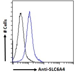 Invitrogen SLC6A4 Polyclonal Antibody 100 &mu;g; Unconjugated:Antibodies,