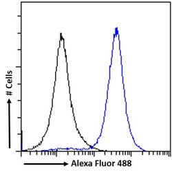 Invitrogen IRF4 Polyclonal Antibody 100 &mu;g; Unconjugated:Antibodies,