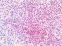 Invitrogen IRF4 Polyclonal Antibody 100 &mu;g; Unconjugated:Antibodies,