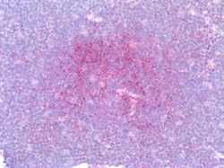 Invitrogen IRF4 Polyclonal Antibody 100 &mu;g; Unconjugated:Antibodies,