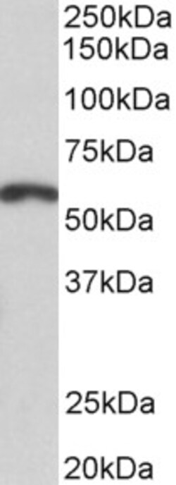 Invitrogen PAX3 Polyclonal Antibody 100 &mu;g; Unconjugated:Antibodies,