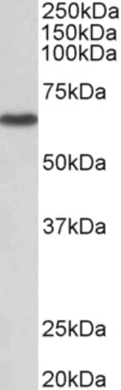 Invitrogen MST2 Polyclonal Antibody 100 &mu;g; Unconjugated:Antibodies,