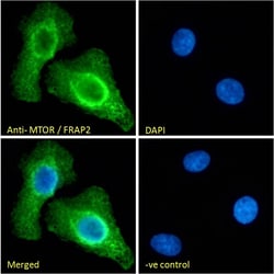 Invitrogen mTOR Polyclonal Antibody 100 &mu;g; Unconjugated:Antibodies,