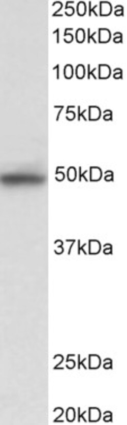 Invitrogen JNK2 Polyclonal Antibody 100 &mu;g; Unconjugated:Antibodies,