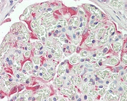 Invitrogen JNK2 beta Polyclonal Antibody 100 &mu;g; Unconjugated:Antibodies,