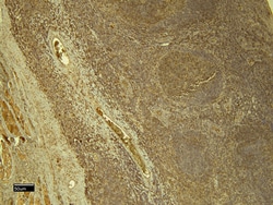 Invitrogen STAT5 alpha Polyclonal Antibody 100 &mu;g; Unconjugated:Antibodies,