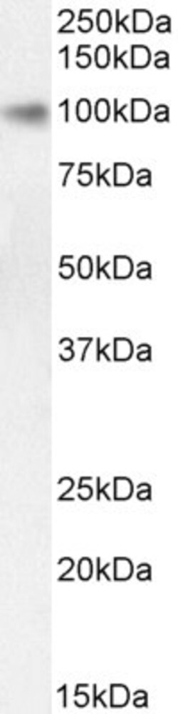 Invitrogen STAT5 alpha Polyclonal Antibody 100 &mu;g; Unconjugated:Antibodies,