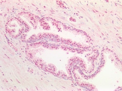 Invitrogen SOX9b Polyclonal Antibody 100 &mu;g; Unconjugated:Antibodies,
