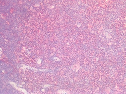 Invitrogen SOX9b Polyclonal Antibody 100 &mu;g; Unconjugated:Antibodies,