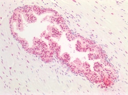 Invitrogen SOX9b Polyclonal Antibody 100 &mu;g; Unconjugated:Antibodies,
