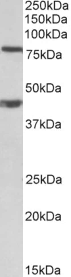 Invitrogen DVL1 Polyclonal Antibody 100 &mu;g; Unconjugated:Antibodies,