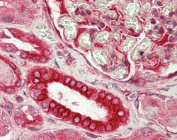 Invitrogen DVL1 Polyclonal Antibody 100 &mu;g; Unconjugated:Antibodies,