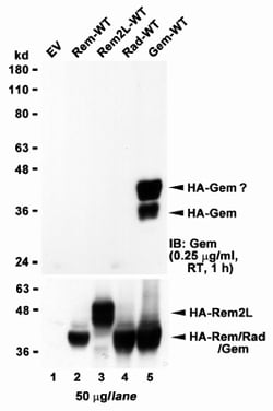 Invitrogen GEM Polyclonal Antibody 100 &mu;g; Unconjugated:Antibodies,