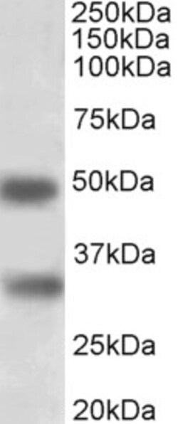 Invitrogen GEM Polyclonal Antibody 100 &mu;g; Unconjugated:Antibodies,