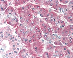 Invitrogen EMAP II Polyclonal Antibody 100 &mu;g; Unconjugated:Antibodies,