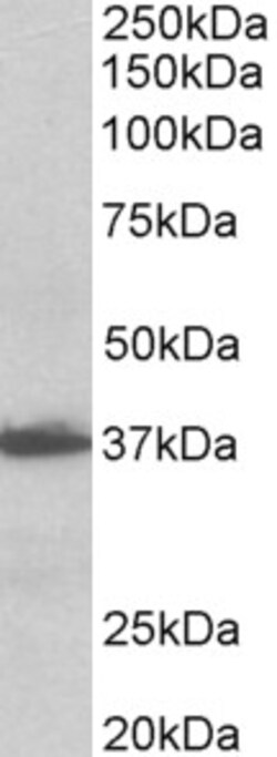 Invitrogen EMAP II Polyclonal Antibody 100 &mu;g; Unconjugated:Antibodies,