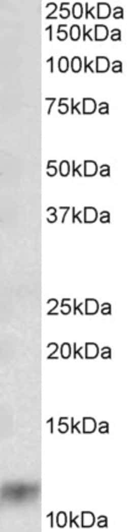 Invitrogen S100A8 Polyclonal Antibody 100 &mu;g; Unconjugated:Antibodies,