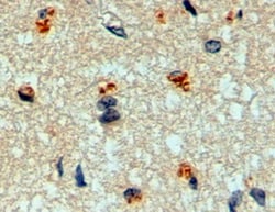 Invitrogen MFNG Polyclonal Antibody 100 &mu;g; Unconjugated:Antibodies,