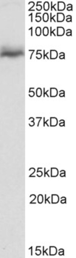 Invitrogen NUMBL Polyclonal Antibody 100 &mu;g | Buy Online | Invitrogen&trade; | Fisher Scientific