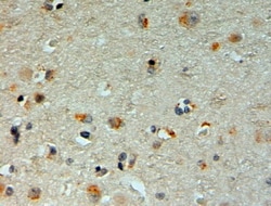 Invitrogen MIB1 Polyclonal Antibody 100 &mu;g; Unconjugated:Antibodies,
